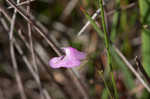 Jackson false foxglove